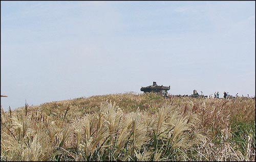 산굼부리를 덮고 있는 억새의 군락 